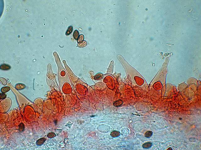 Psathyrella gossypina   (Bull.)   A. Pearson & Dennis